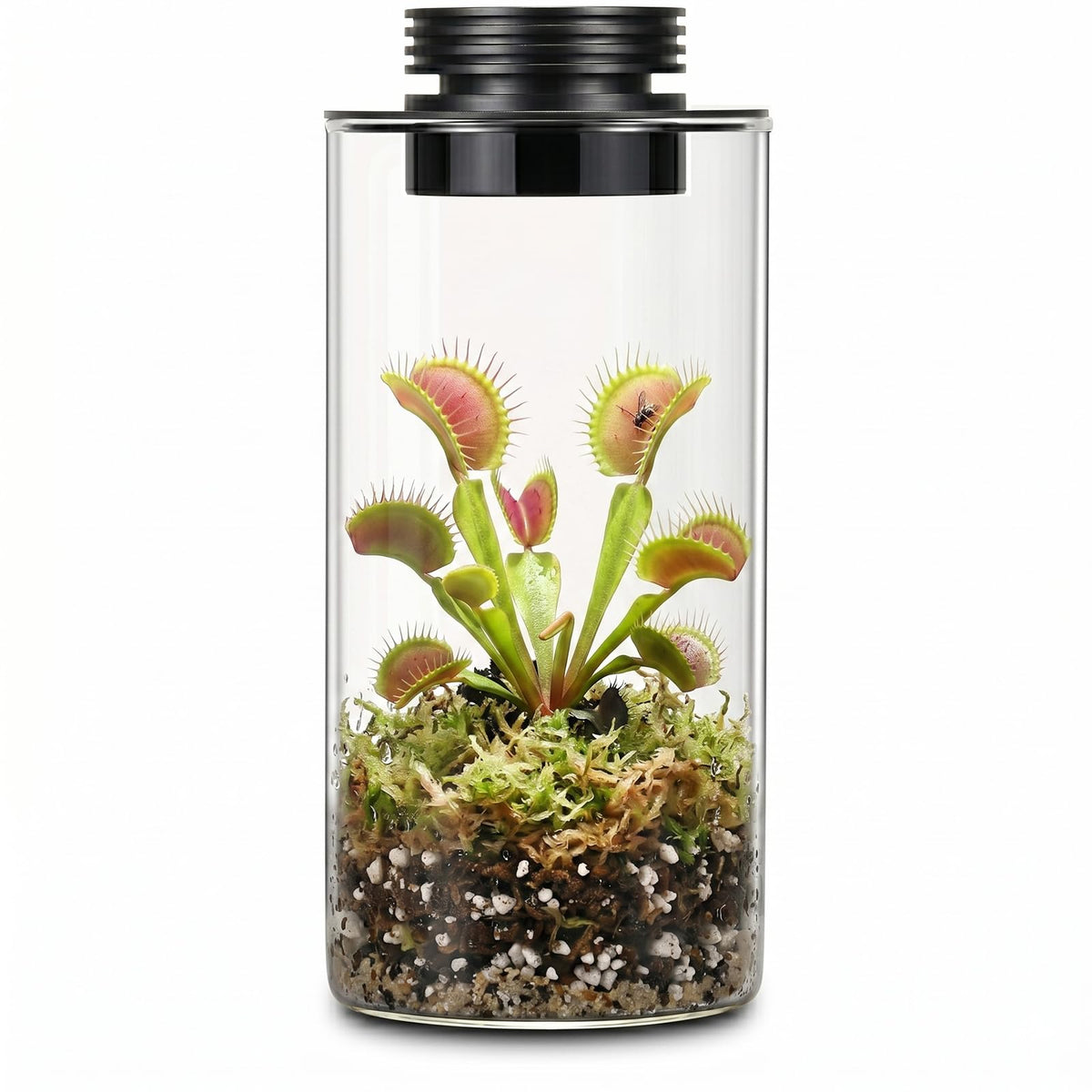 Glass Plant Terrarium with Grow Light A862108
