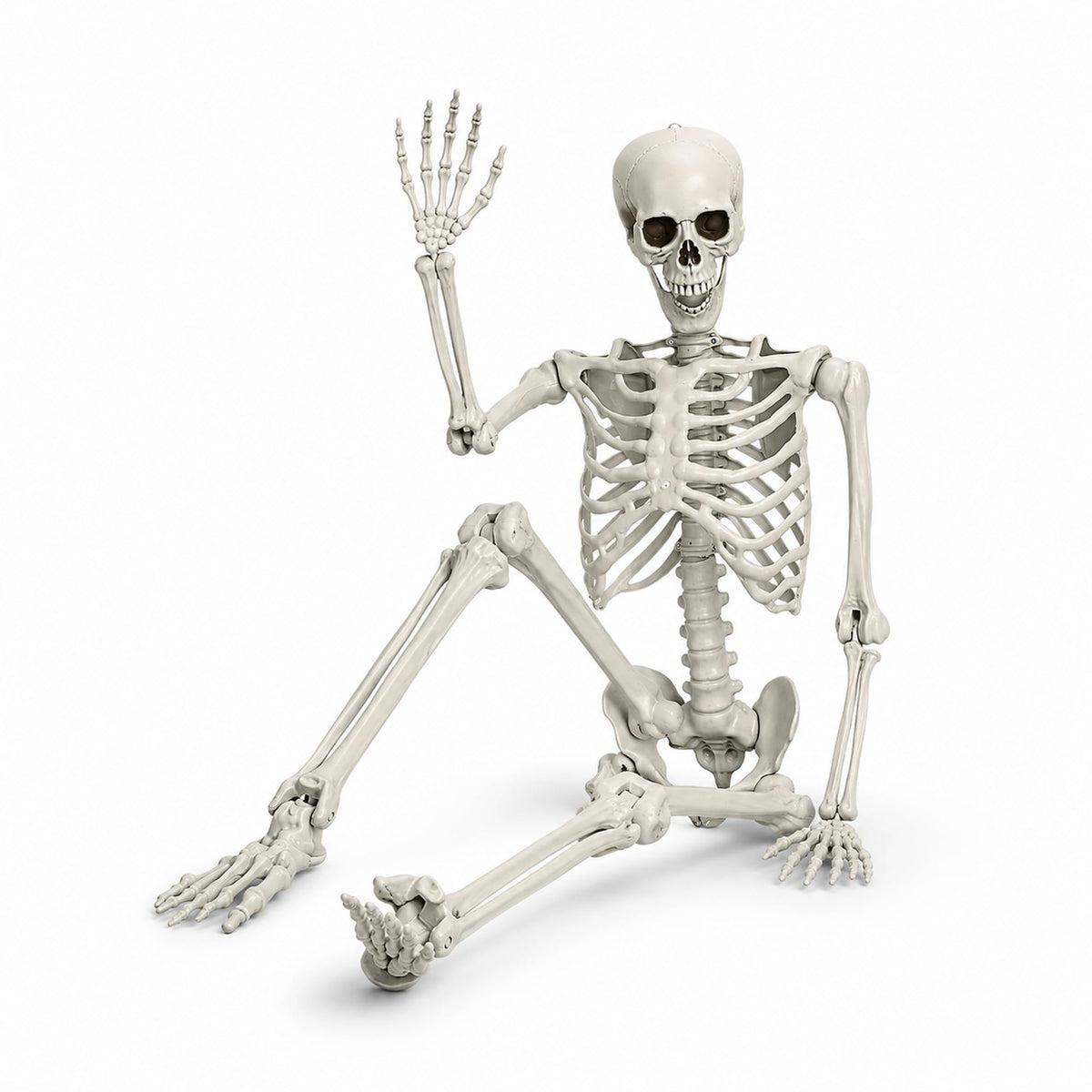 Life Size Poseable Skeleton with Movable Joints U420