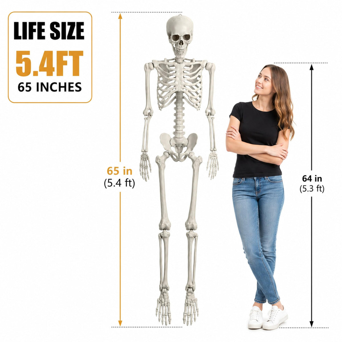 Life Size Poseable Skeleton with Movable Joints U420