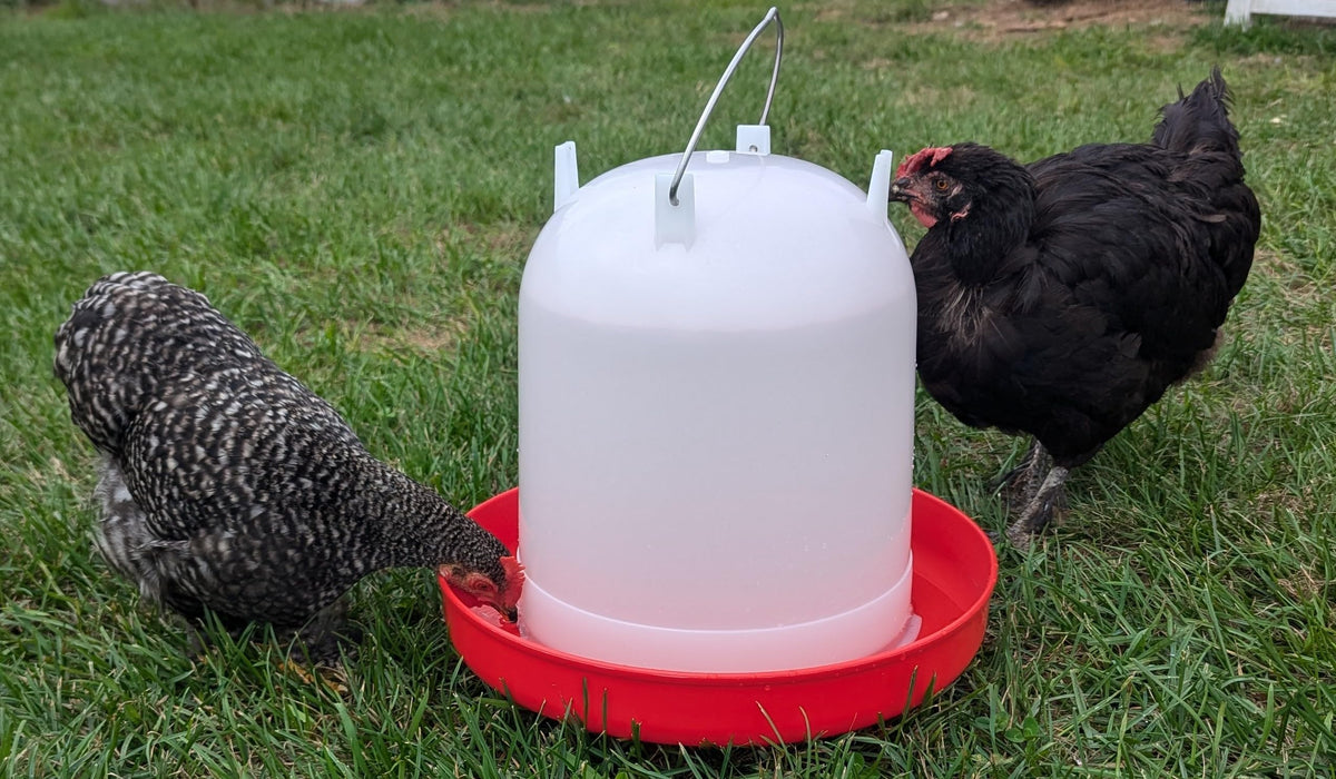8L Chicken Waterer with Adjustable Legs A745